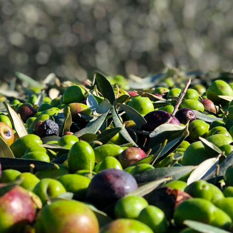 raccolta-olive-Salimei